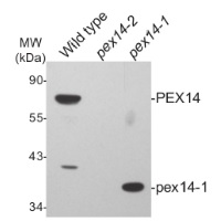 Pex14p | Peroxisomal marker in the group Antibodies Plant/Algal  / Compartment Markers / Peroxisomal marker at Agrisera AB (Antibodies for research) (AS08 372)